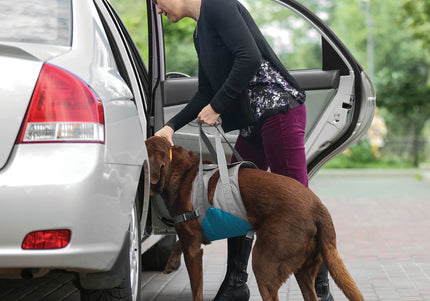 Kurgo Dog Lifter Harness – Supportive Rehabilitation Aid with Adjustable Straps and Padded Comfort