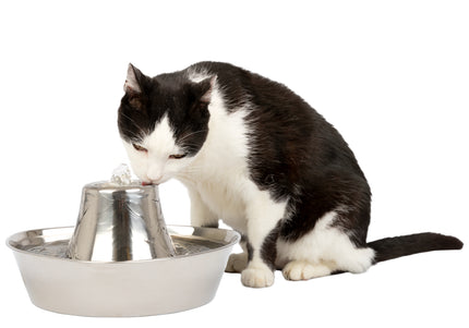 PetSafe Seaside Stainless Steel Fountain – 1.8L Durable Water Dispenser with Hygienic Design