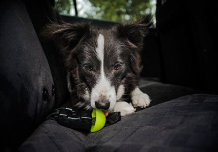 Julius-K9 StopDog Mobility Control Car Tether Leash – Adjustable Safety Restraint, Durable Nylon