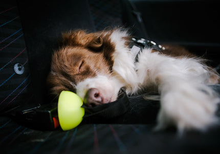 Julius-K9 StopDog Mobility Control Car Tether Leash – Adjustable Safety Restraint, Durable Nylon