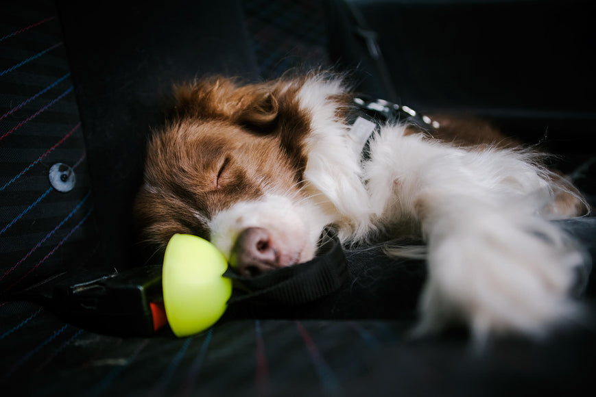 Julius-K9 StopDog Mobility Control Car Tether Leash – Adjustable Safety Restraint, Durable Nylon