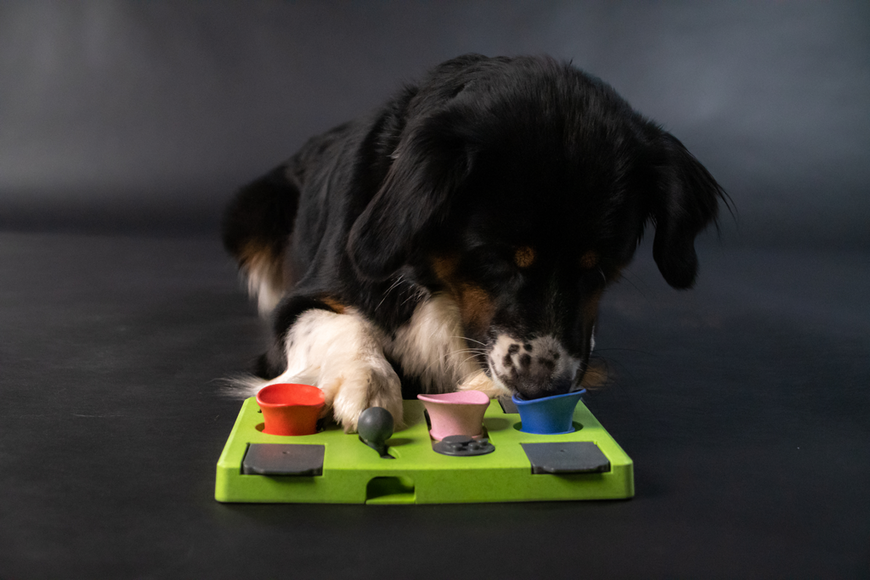 Eat Slow Live Longer Puzzle Rectangle – Interactive Dog Intelligence Toy, Durable Design